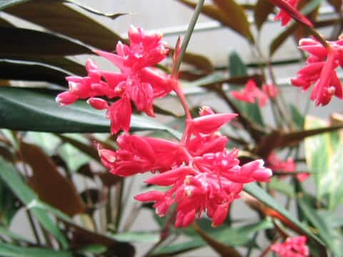 Stromanthe sanguinea