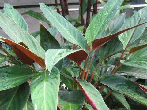 Stromanthe sanguinea