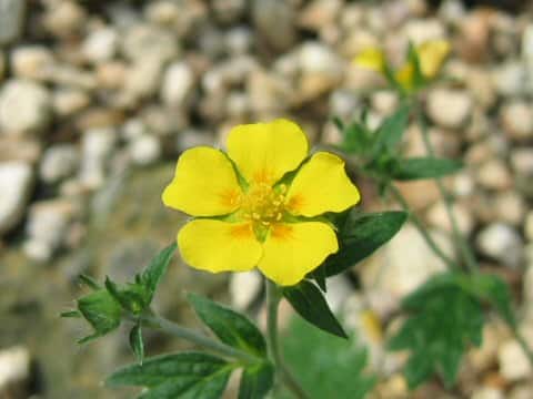 Potentilla nivea