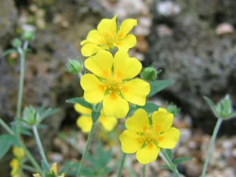 Potentilla nivea
