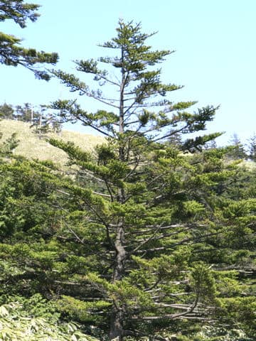 Abies homolepis