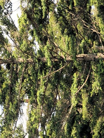 Abies homolepis
