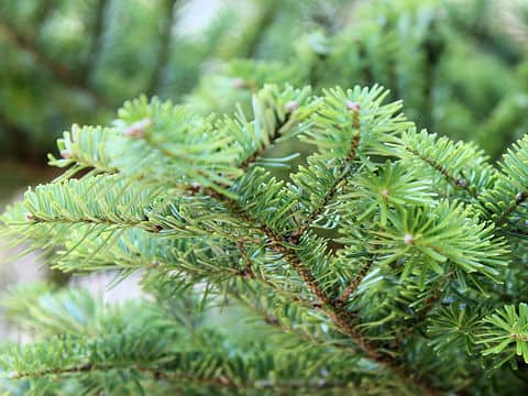 Abies homolepis