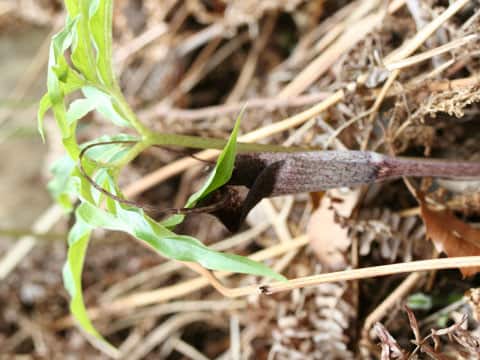 Arisaema thunbergii ssp. urashima