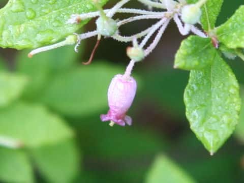 Menziesia multiflora