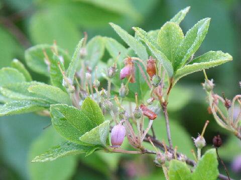 Menziesia multiflora