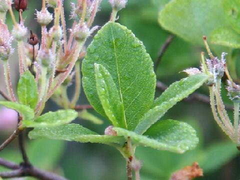 Menziesia multiflora