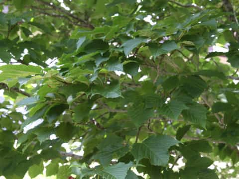 Acer rufinerve