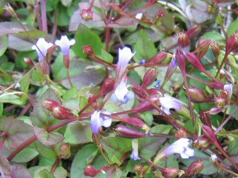 Lindernia crustacea