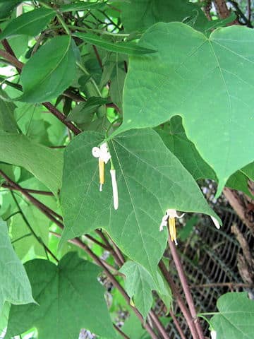 Alangium platanifolium var. trilobum