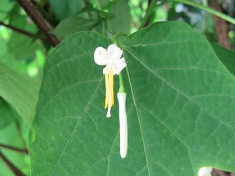 Alangium platanifolium var. trilobum