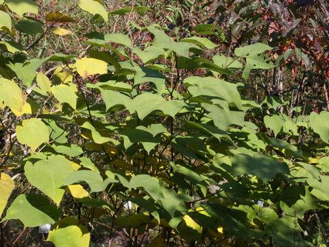 Alangium platanifolium var. trilobum