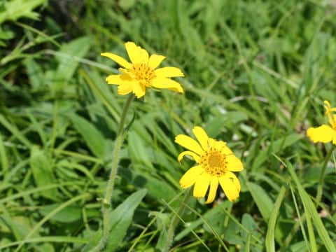 Arnica unalaschcensis var. tschonoskyi