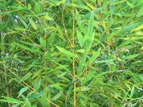 Phyllostachys aurea f. takemurai