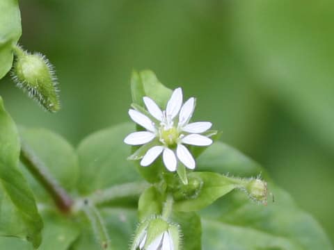 Myosoton aquaticum