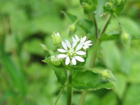 Myosoton aquaticum