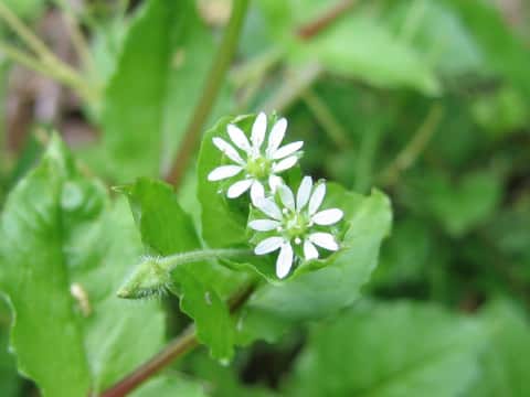 Myosoton aquaticum