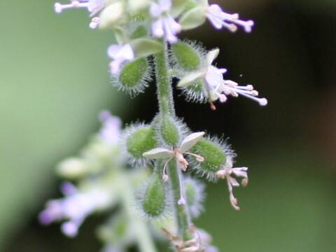 Circaea cordata