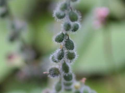 Circaea cordata