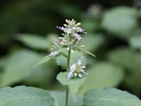 Circaea cordata