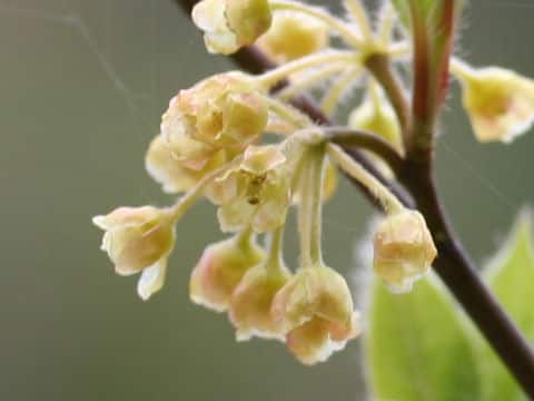 Lindera sericea var. glabrata