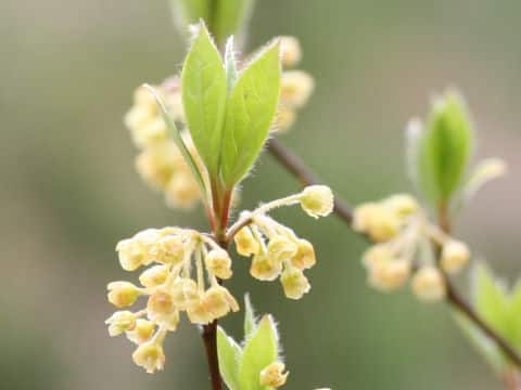 Lindera sericea var. glabrata