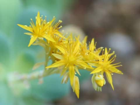Sedum palmeri