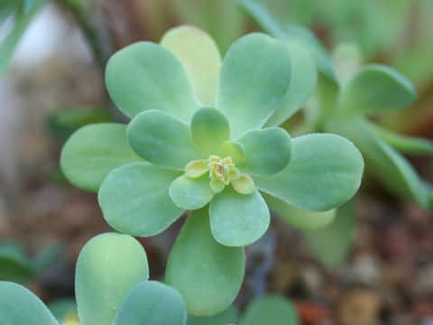 Sedum palmeri