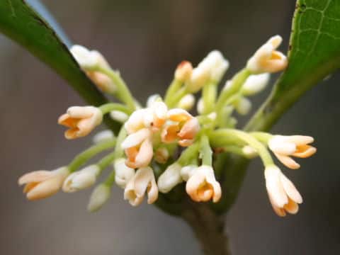 Osmanthus fragrans var. thunbergii