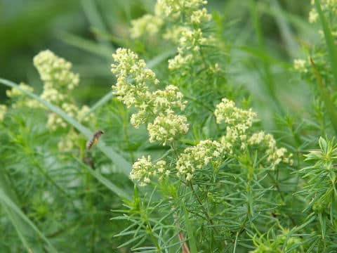 Galium verum var. asiatica f. asiatica