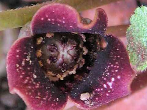 Asiasarum sieboldii