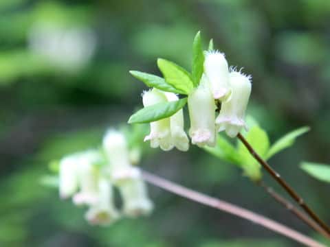 Menziesia cilicalix
