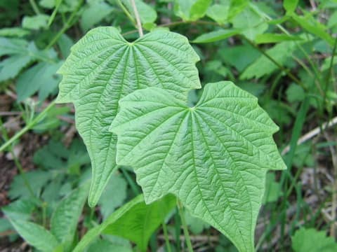 Dioscorea nipponica