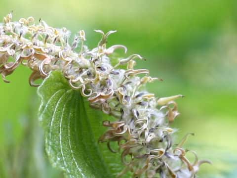 Dioscorea nipponica