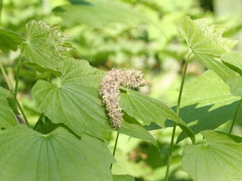 Dioscorea nipponica