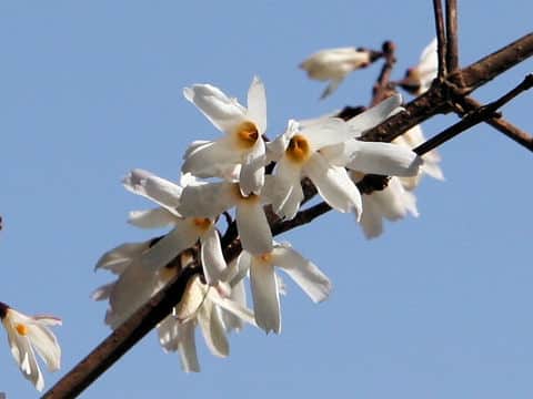 Abeliophyllum distichum