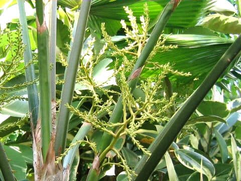 Licuala grandis