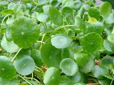 Hydrocotyle verticillata var. triradiata
