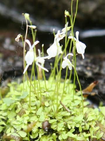 Utricularia sandersonii