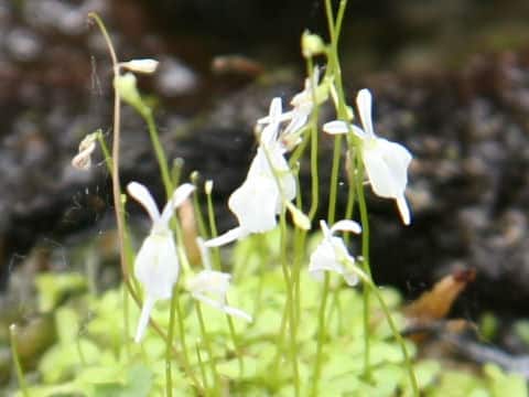 Utricularia sandersonii