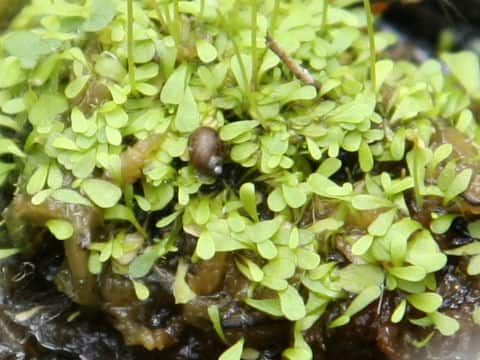 Utricularia sandersonii