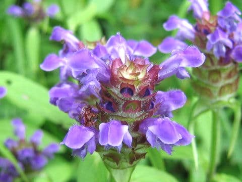 Prunella vulgaris ssp. asiatica