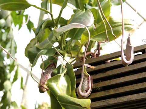 Nepenthes sp.