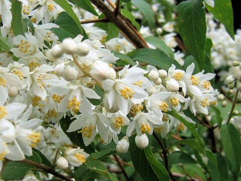 Deutzia crenata