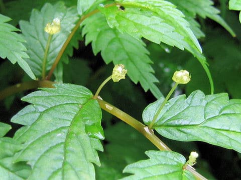 Elatostema umbellatum var. majus