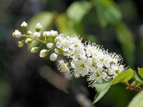 Prunus grayana