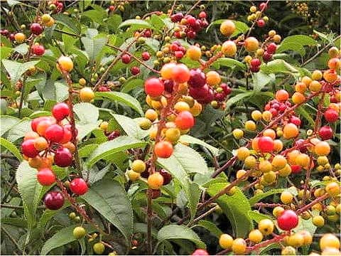 Prunus grayana
