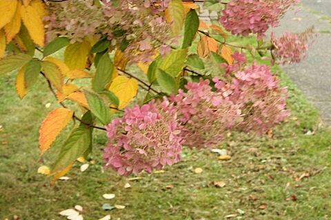 Hydrangea macrophylla cv. Uzu-azisai