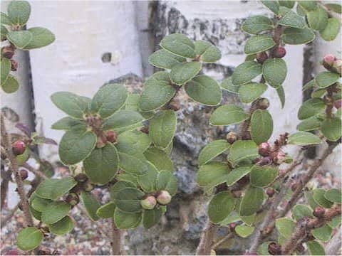 Vaccinium nummularia