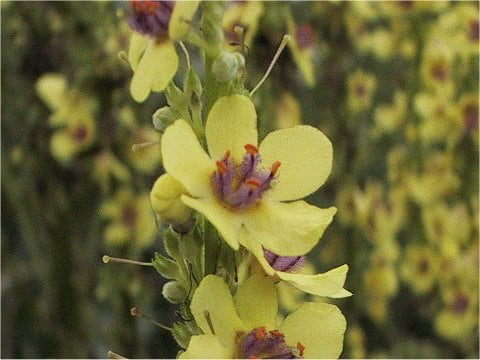 Verbascum chaixii